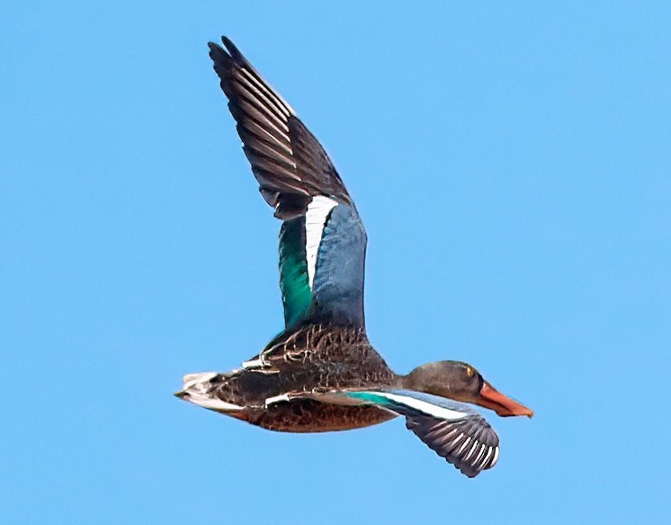 Northern Shoveler - ML623061666