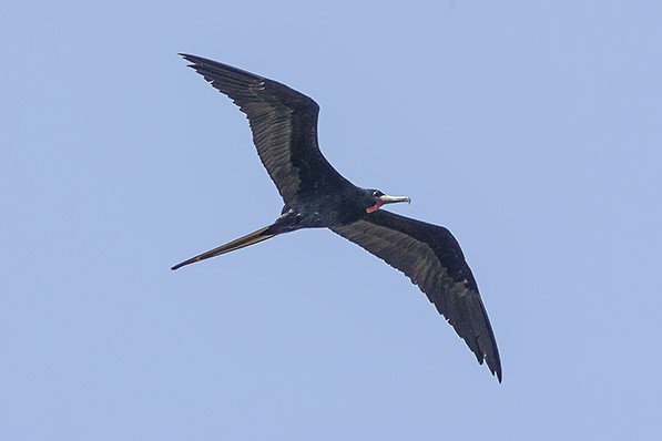 Magnificent Frigatebird - ML623061792