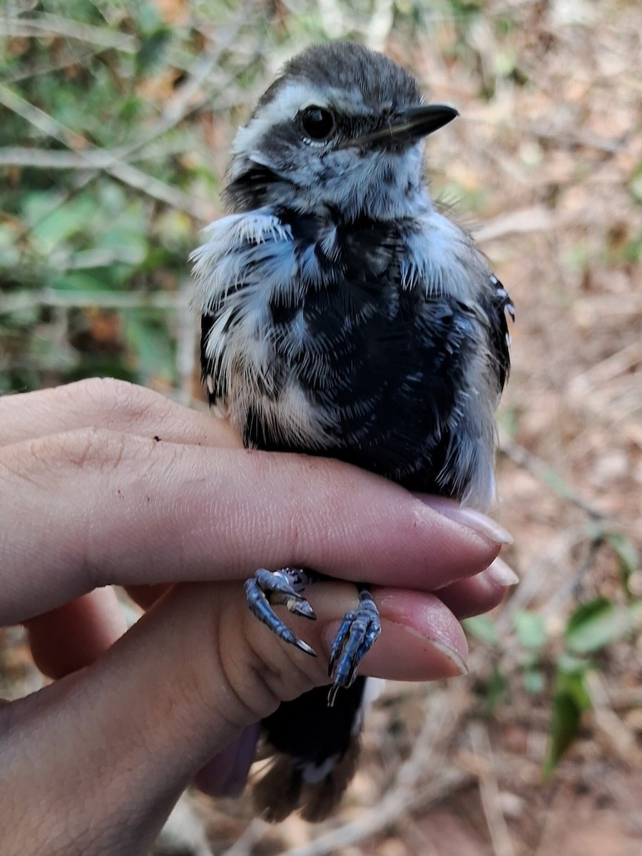 Black-bellied Antwren - ML623061850