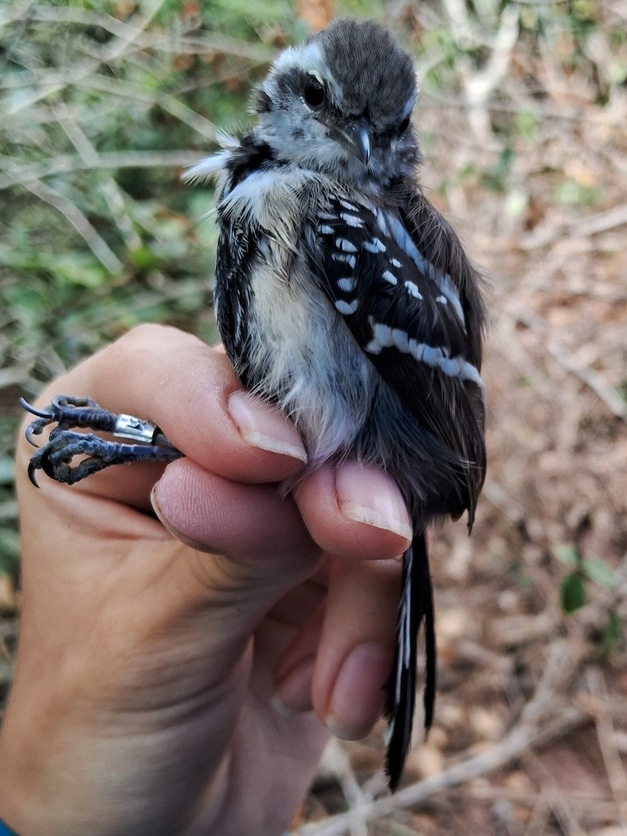 Black-bellied Antwren - ML623061851