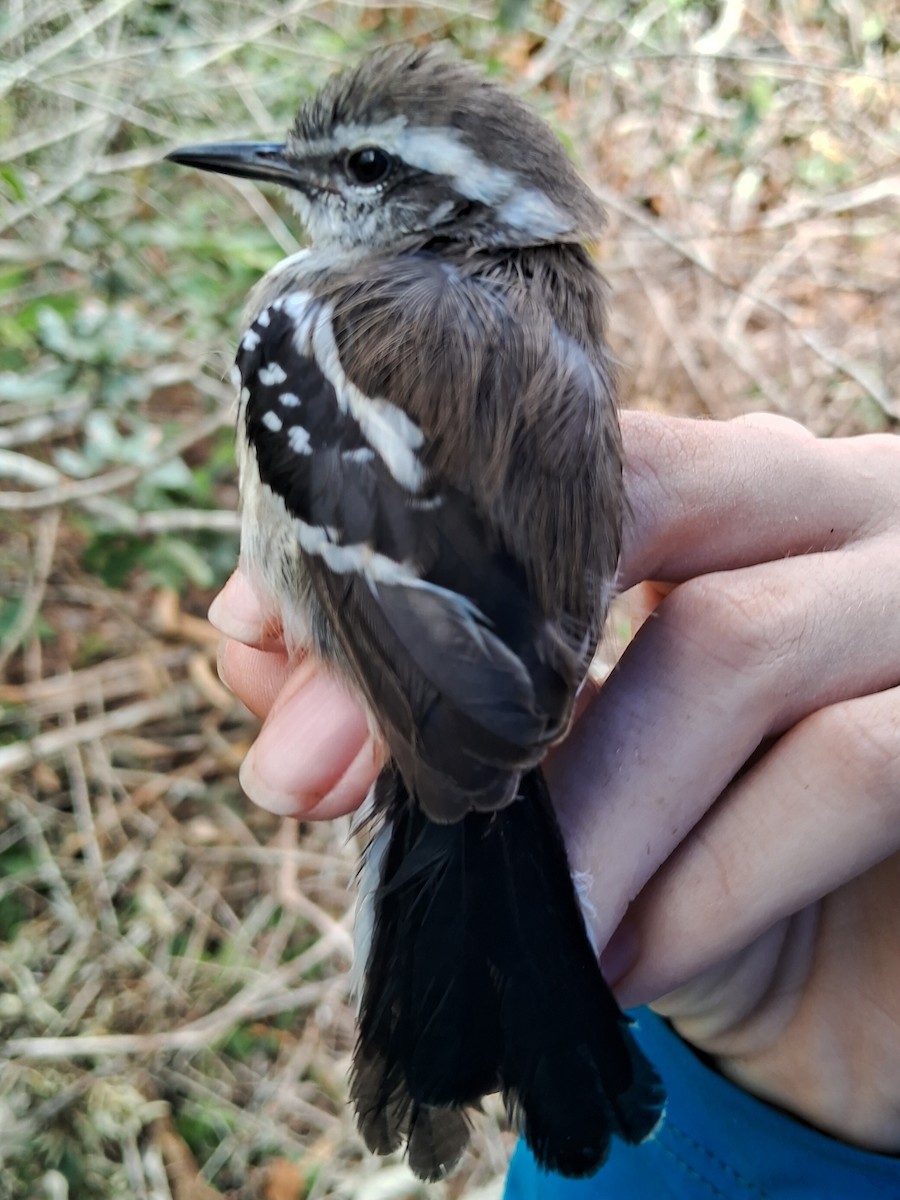 Black-bellied Antwren - ML623061852