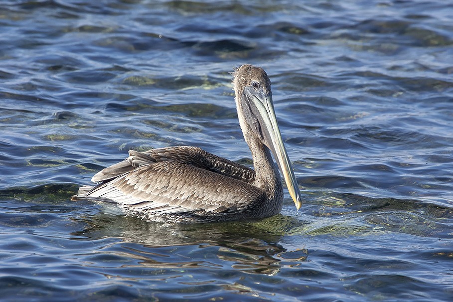 Brown Pelican - ML623061927