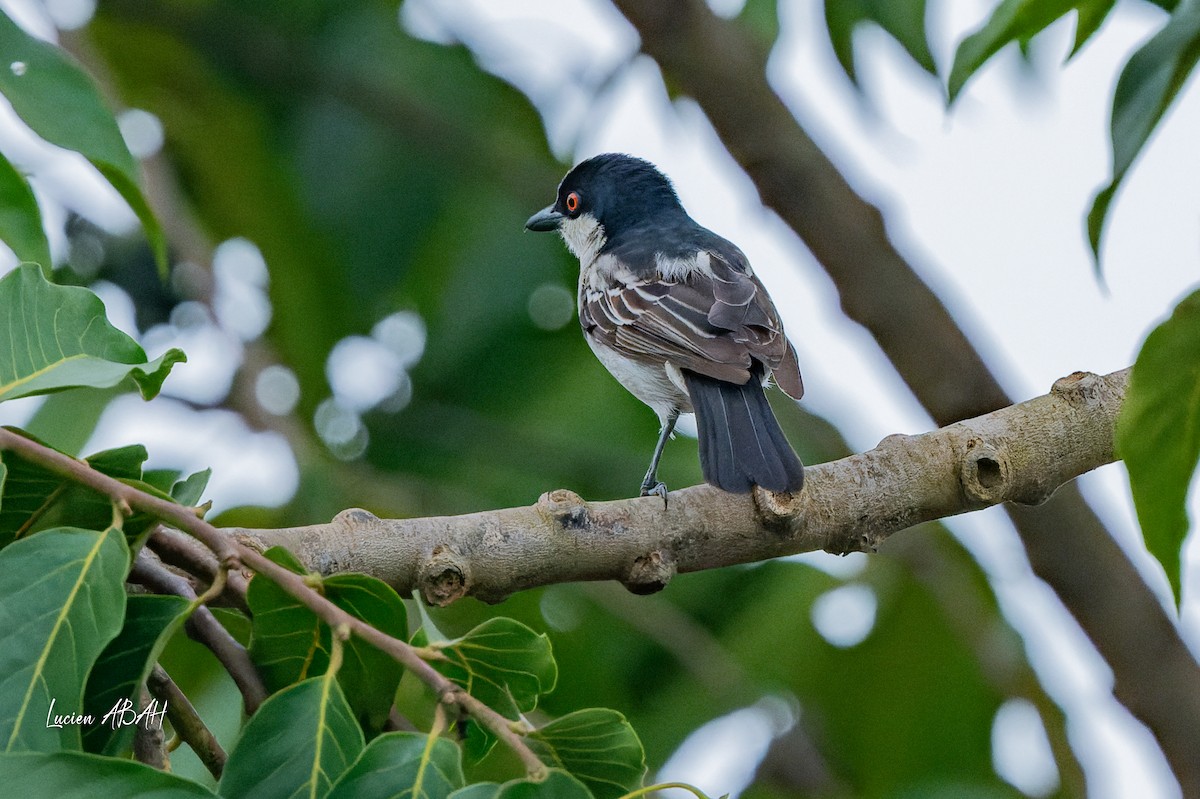 Northern Puffback - ML623061928