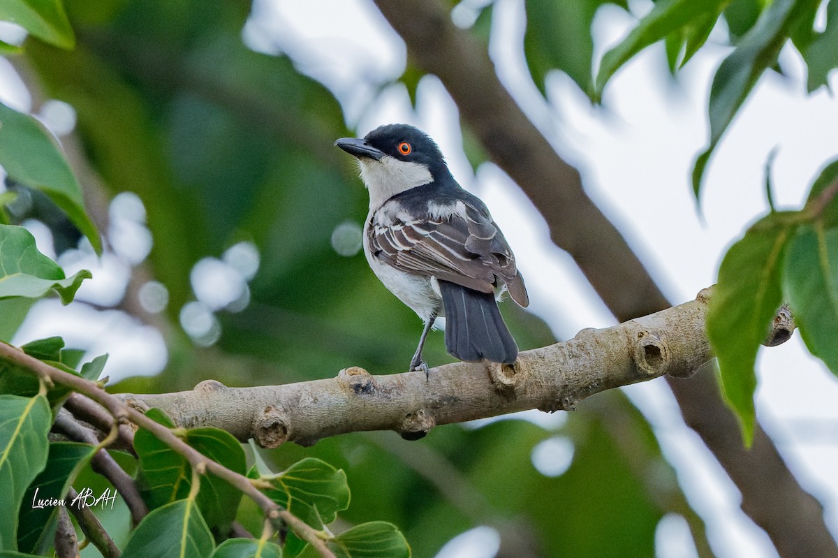 Northern Puffback - ML623061929