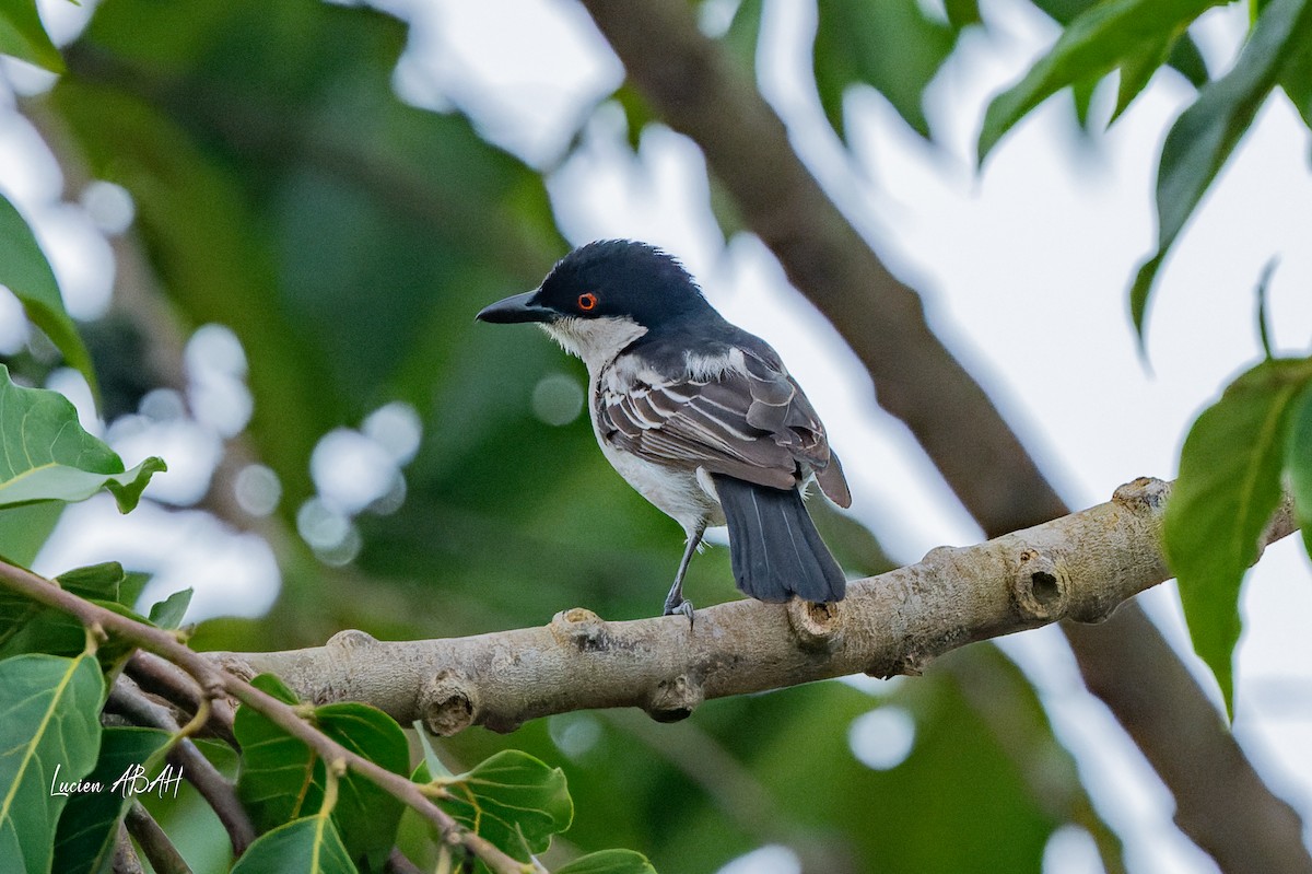 Northern Puffback - ML623061930