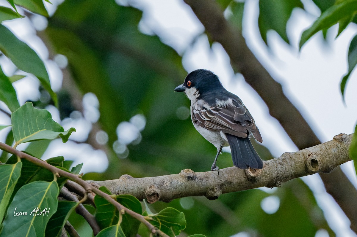 Northern Puffback - ML623061931