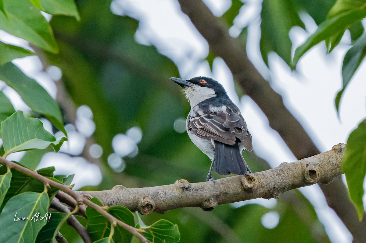 Northern Puffback - ML623061932