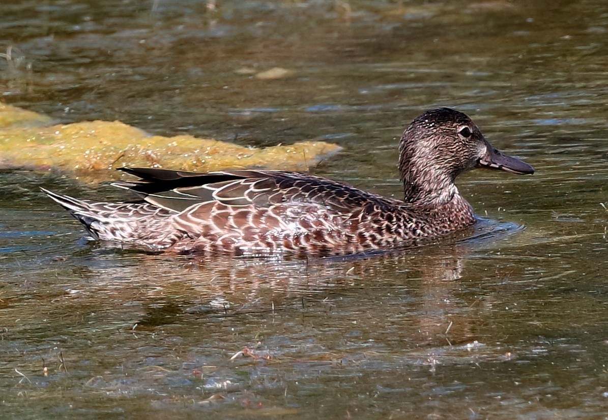 Blue-winged Teal - ML623061945