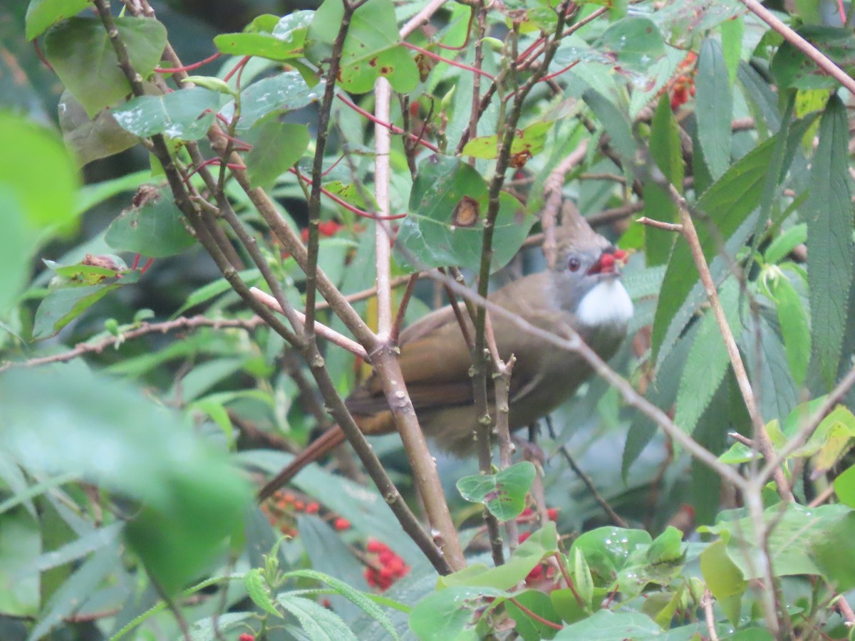 Penan Bulbul - ML623061969