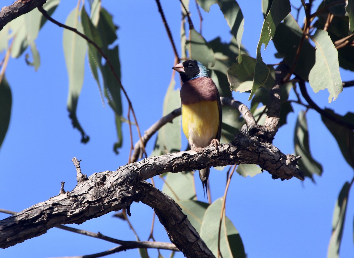 Gouldian Finch - ML623061998