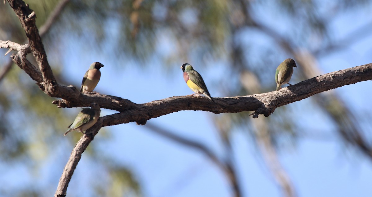 Gouldian Finch - ML623062001