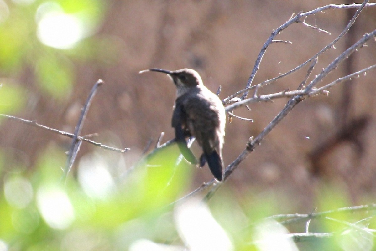 Andean Hillstar - ML623062004