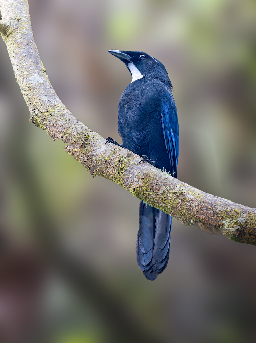 Silvery-throated Jay - ML623062041