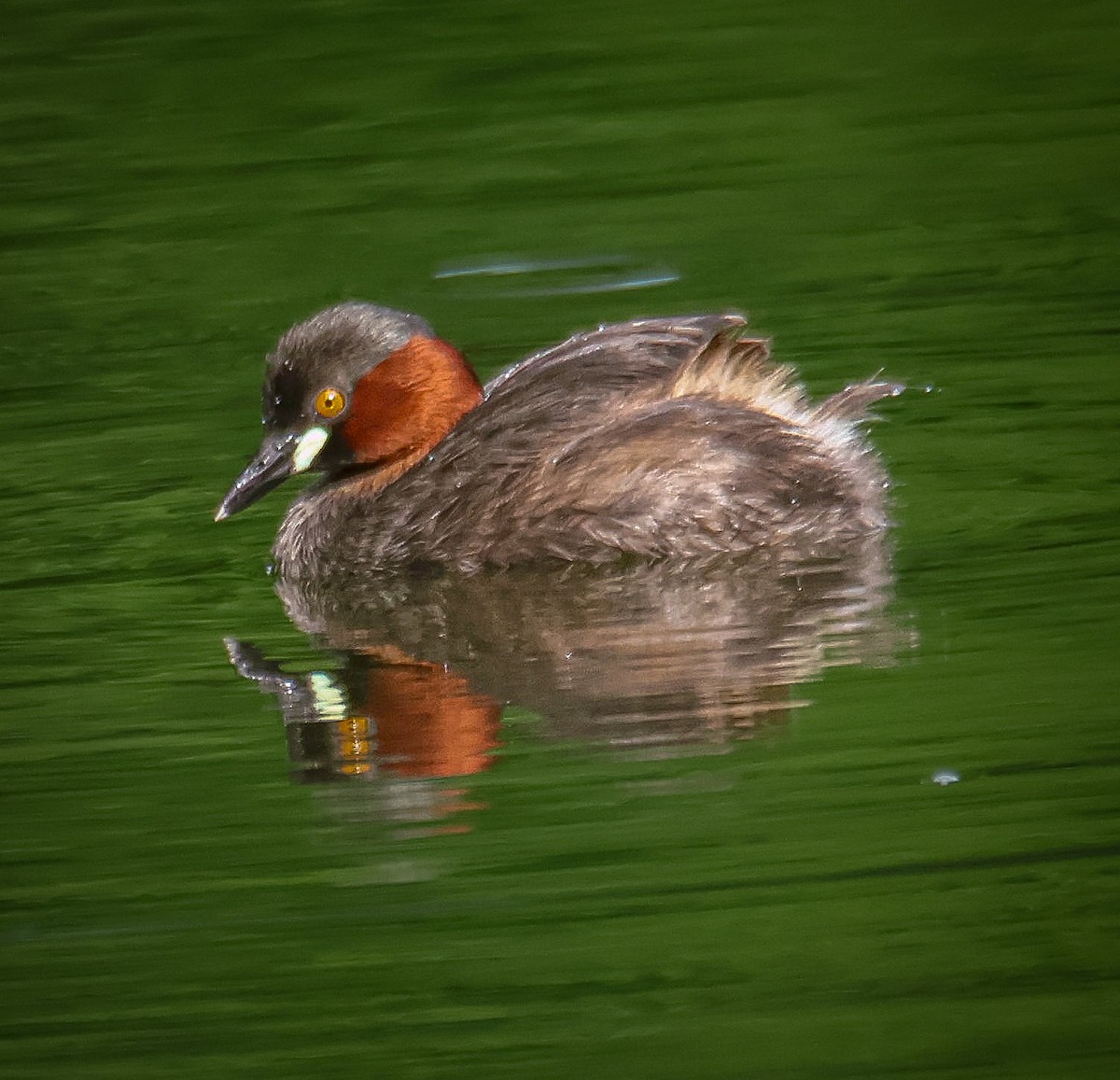 Little Grebe - ML623062064