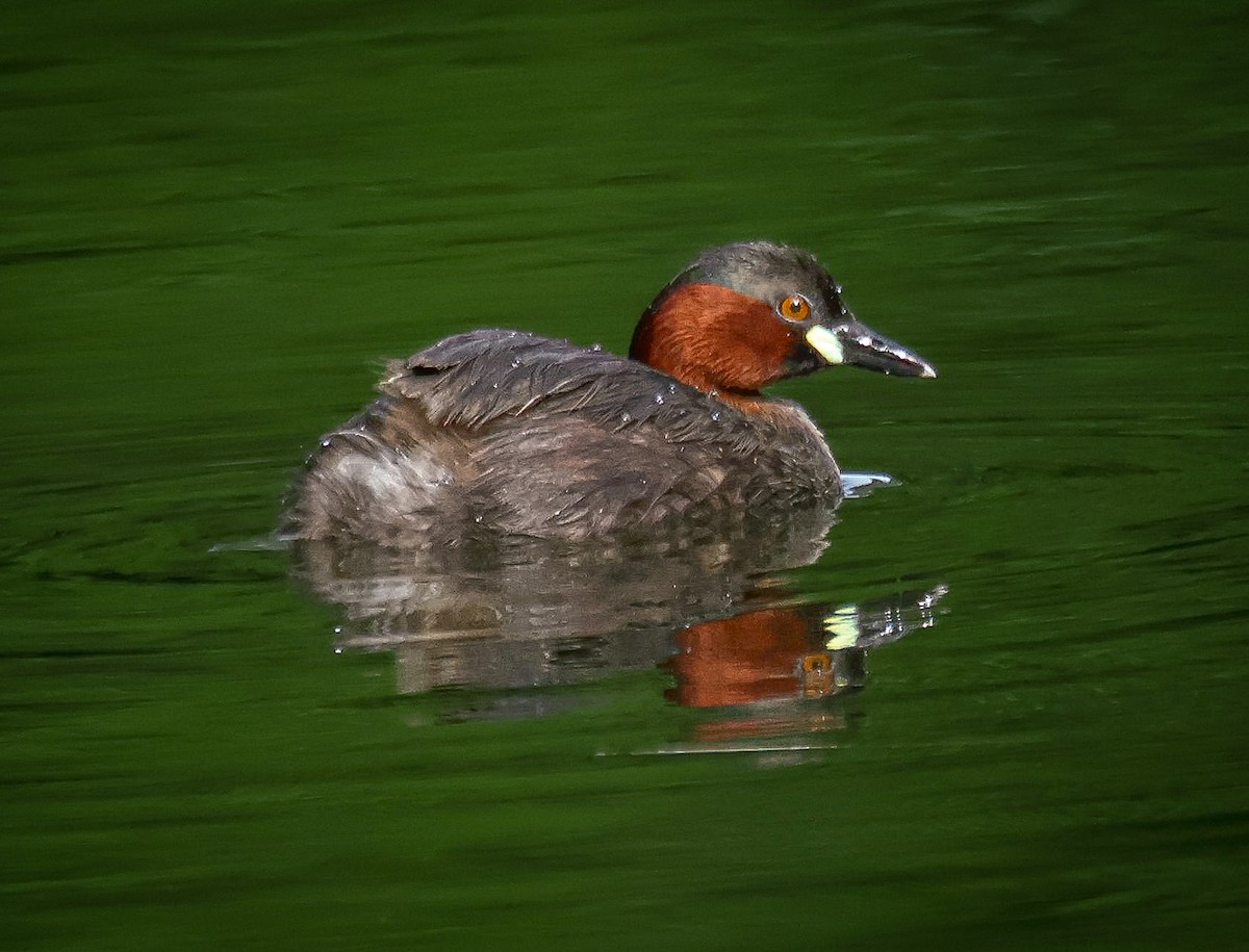 Little Grebe - ML623062065