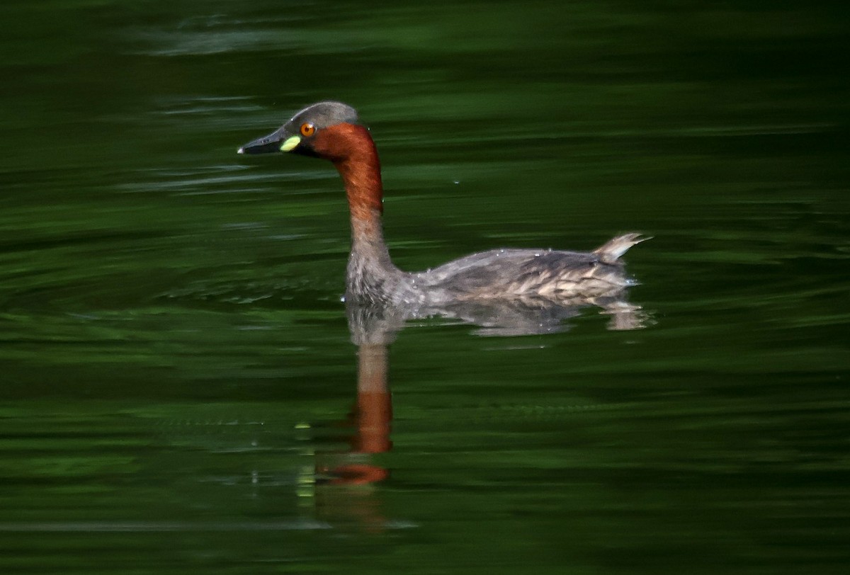 Little Grebe - ML623062066