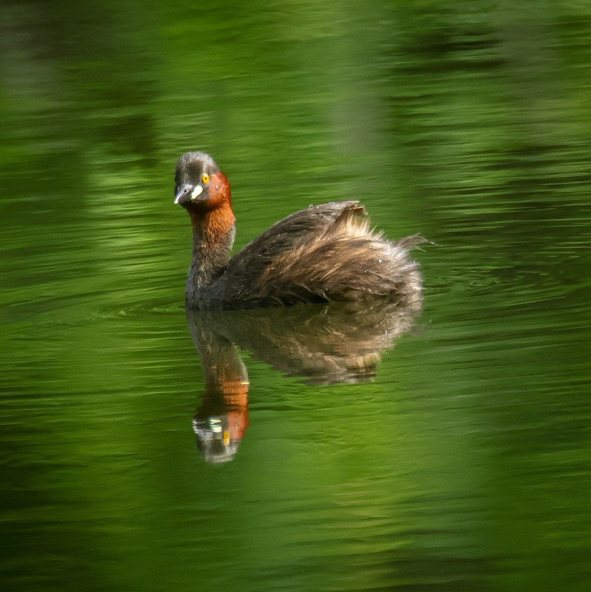 Little Grebe - ML623062067