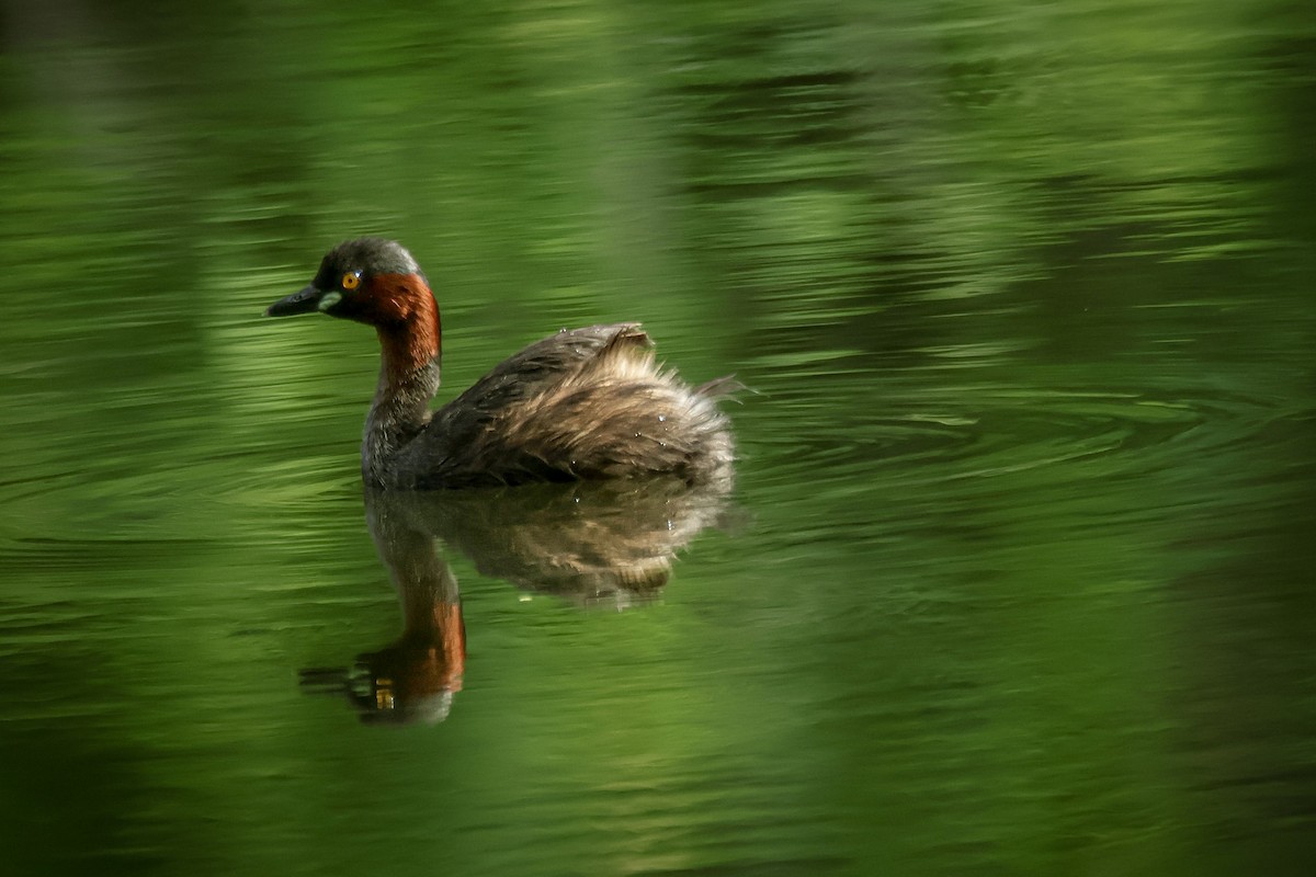 Little Grebe - ML623062068