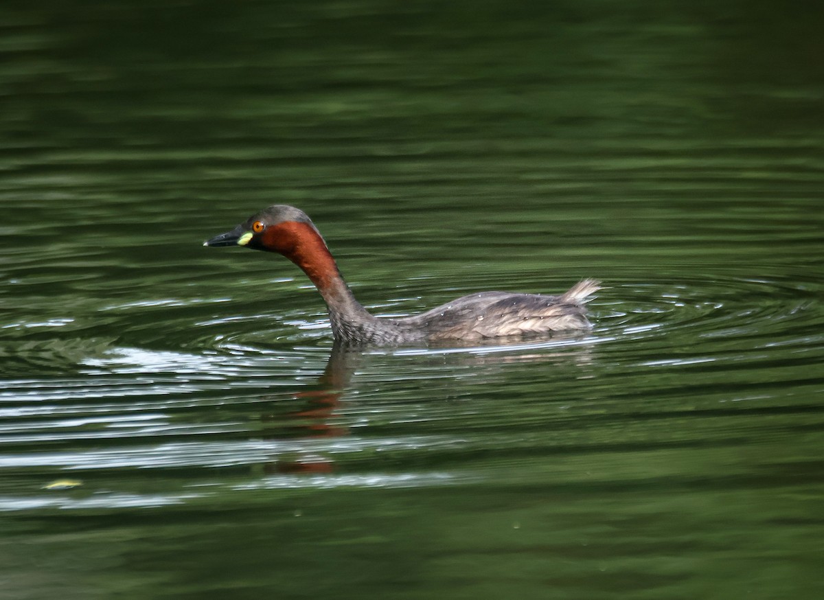 Little Grebe - ML623062069