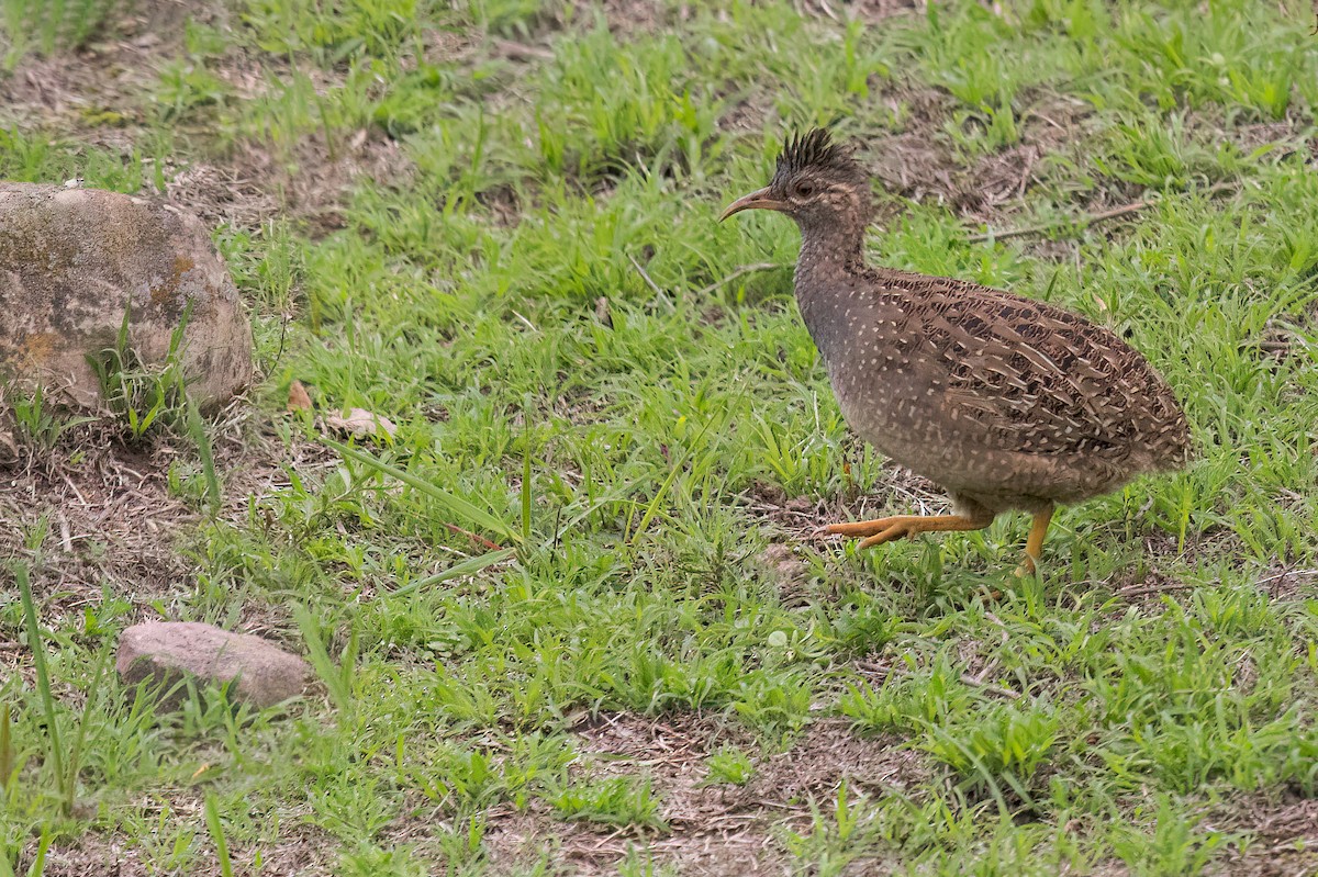 Andean Tinamou - ML623062086