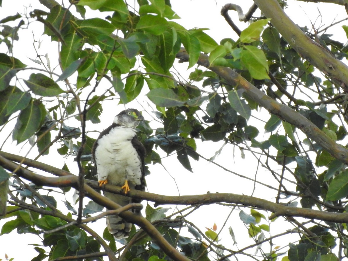 Hook-billed Kite - Fabian Torres