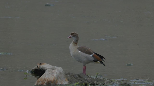 Egyptian Goose - ML623062127