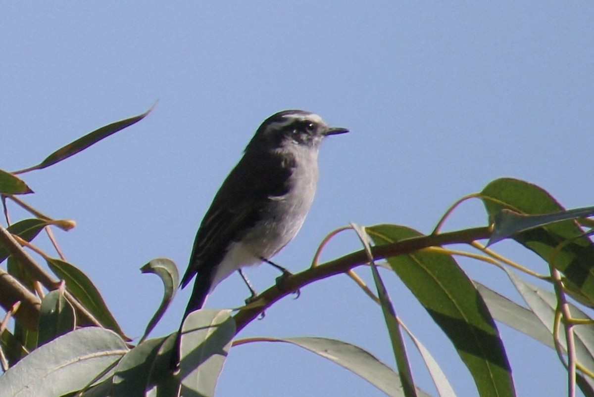 White-browed Chat-Tyrant - ML623062179