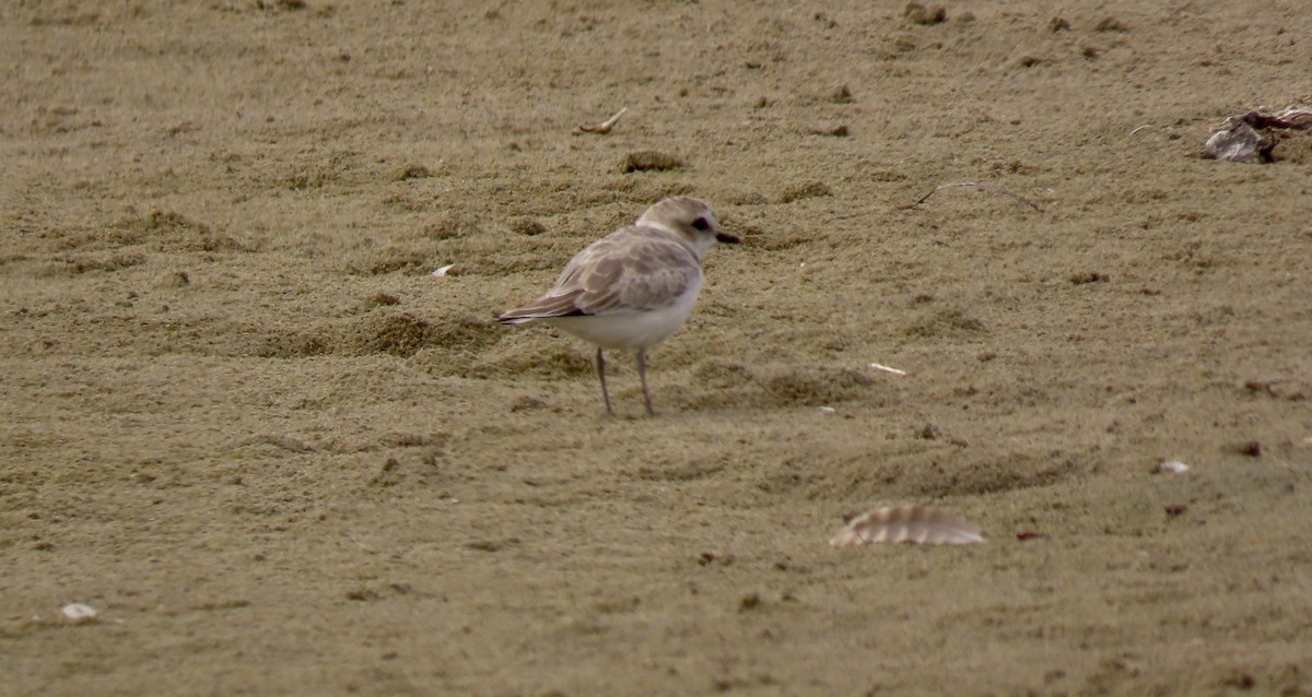 Snowy Plover - ML623062239