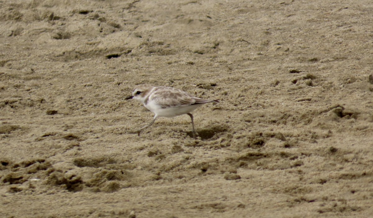 Snowy Plover - Petra Clayton