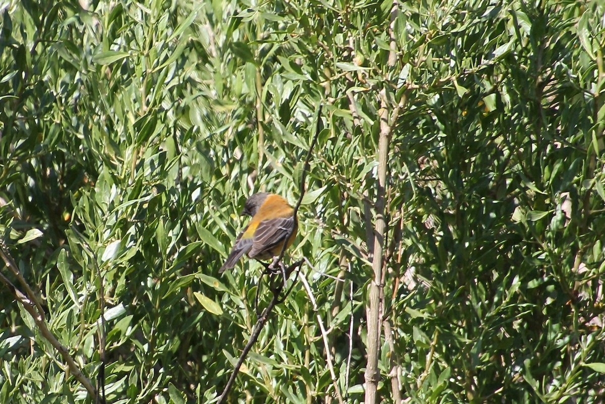 Black-hooded Sierra Finch - ML623062258