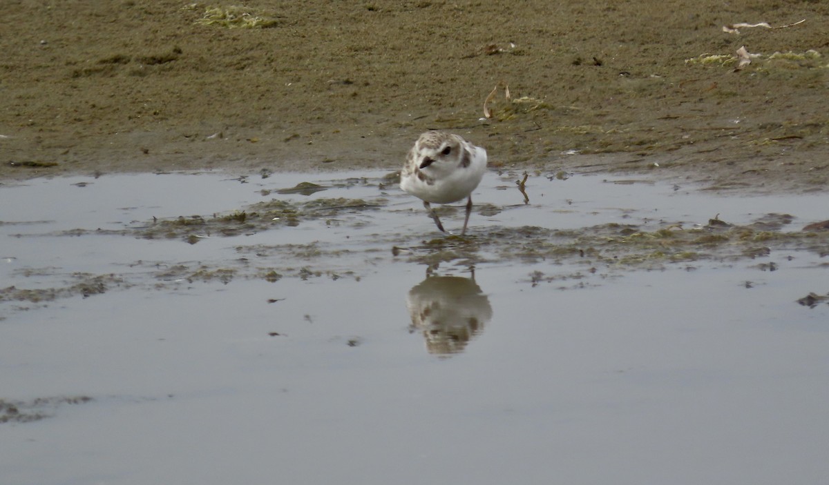 Snowy Plover - ML623062261