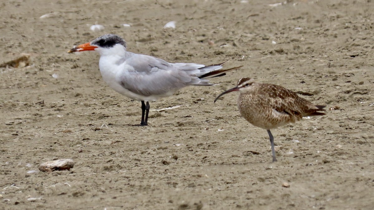 Whimbrel - Petra Clayton