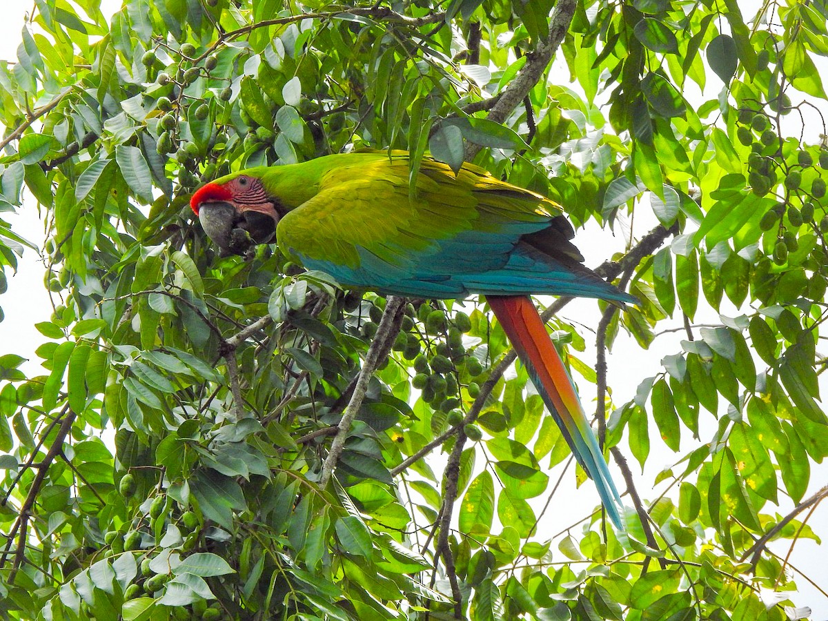 Great Green Macaw - ML623062270