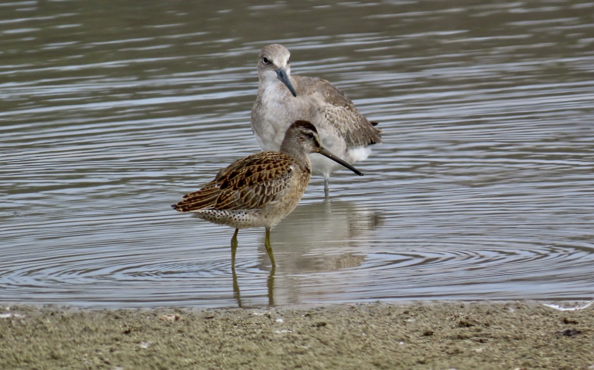 Short-billed Dowitcher - ML623062273