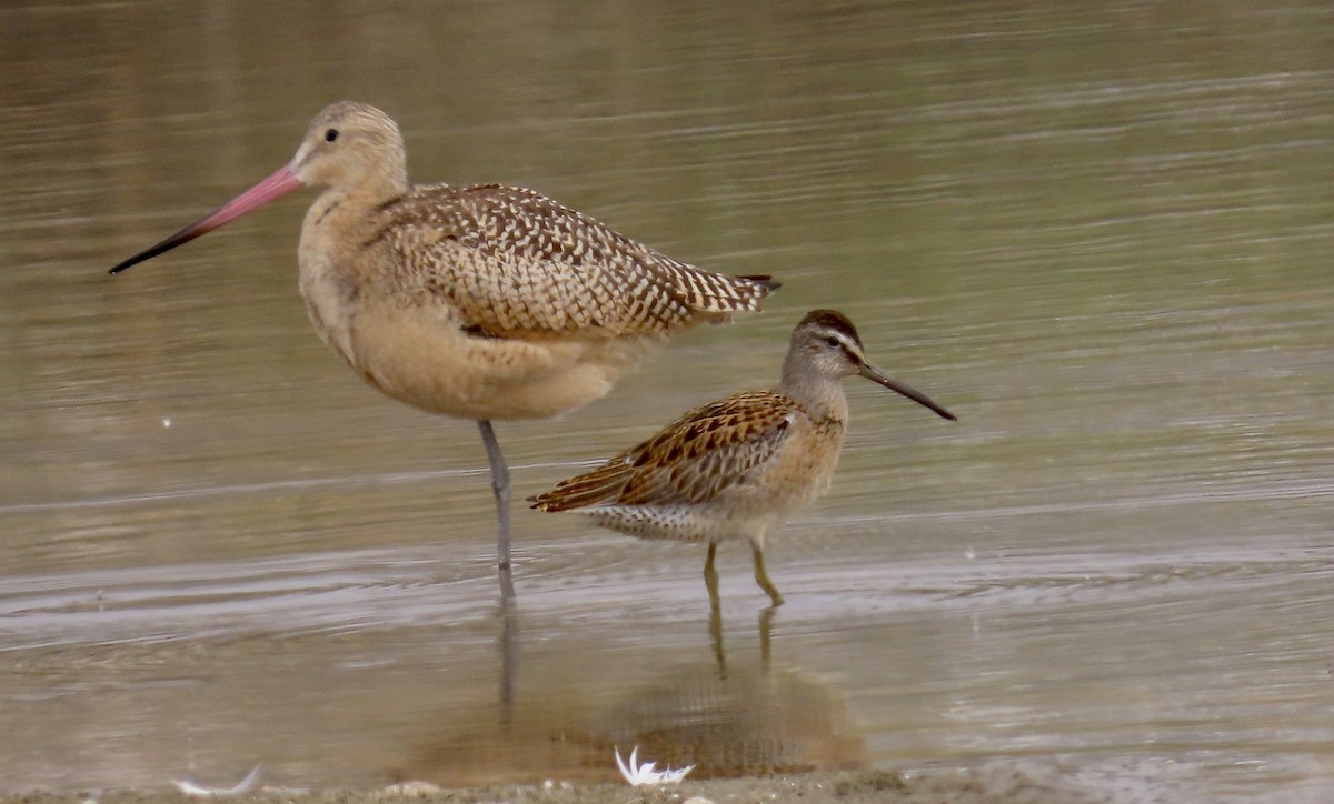 Short-billed Dowitcher - ML623062286