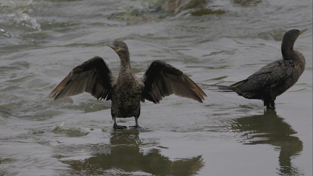 Neotropic Cormorant - ML623062303