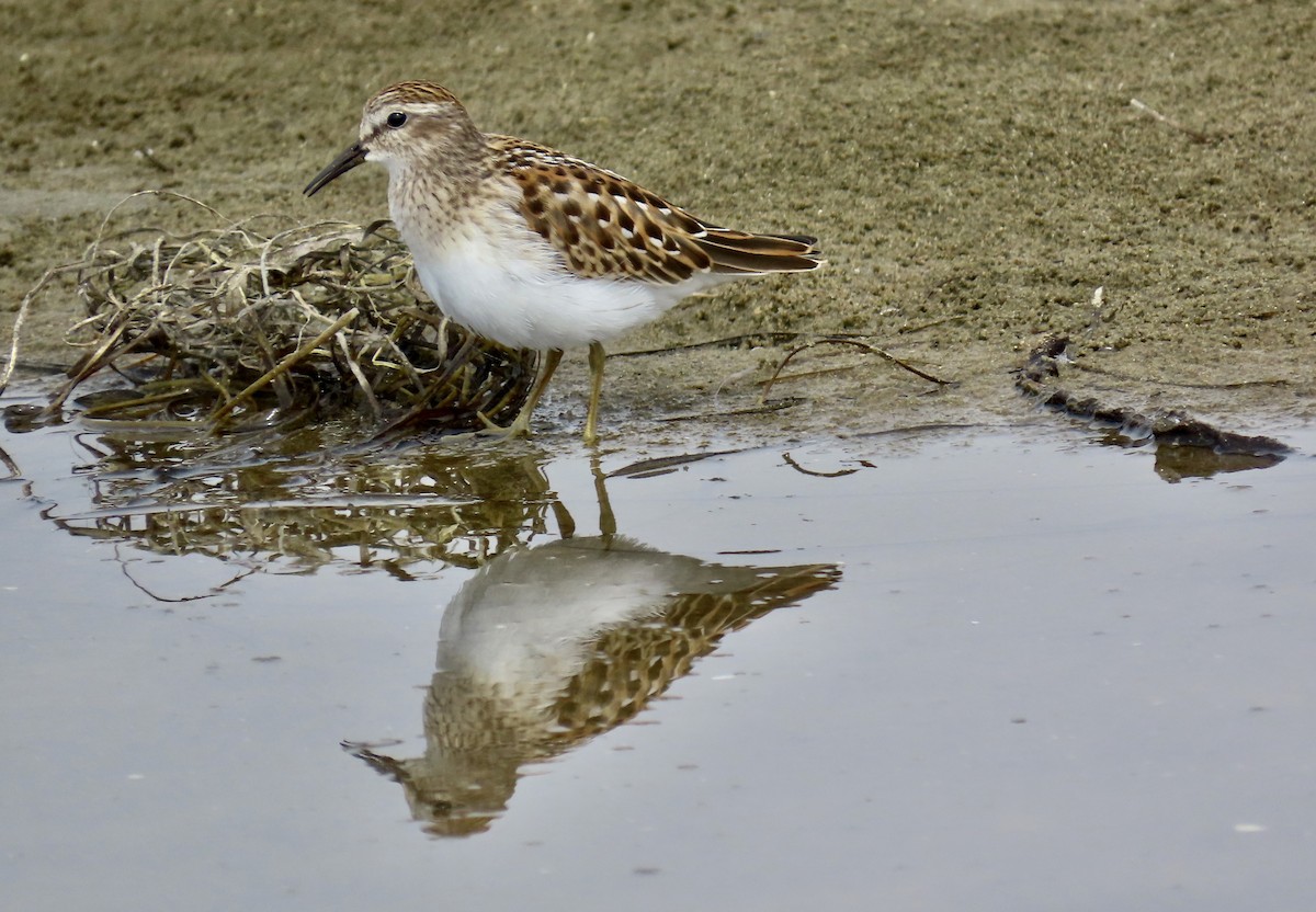 pygmésnipe - ML623062313