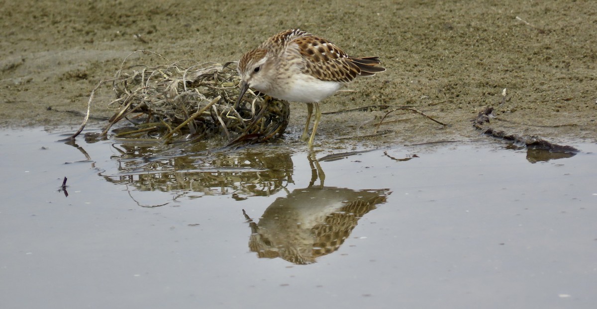 pygmésnipe - ML623062322