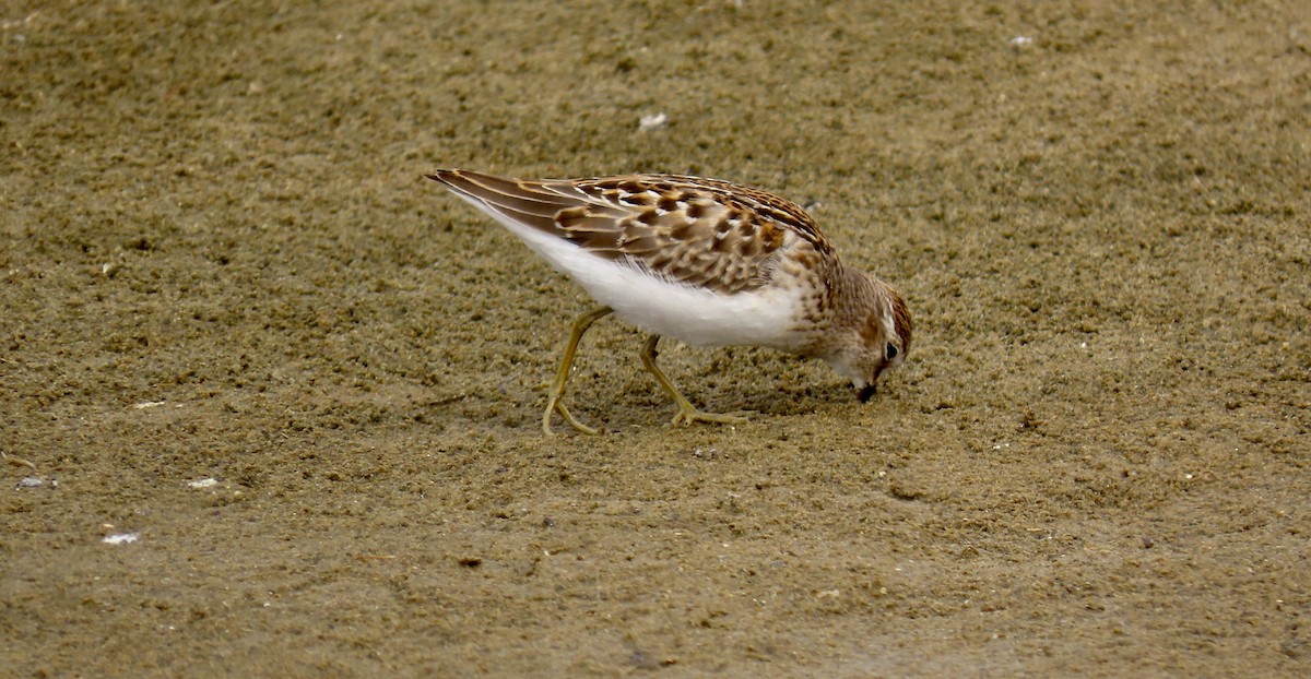 pygmésnipe - ML623062326