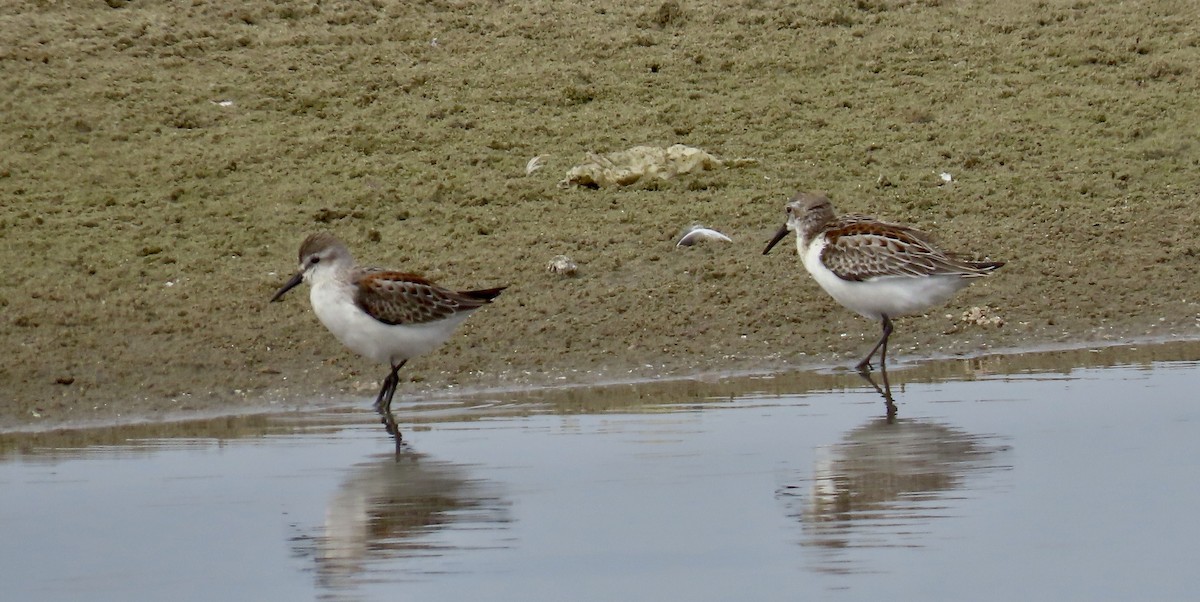 Western Sandpiper - Petra Clayton