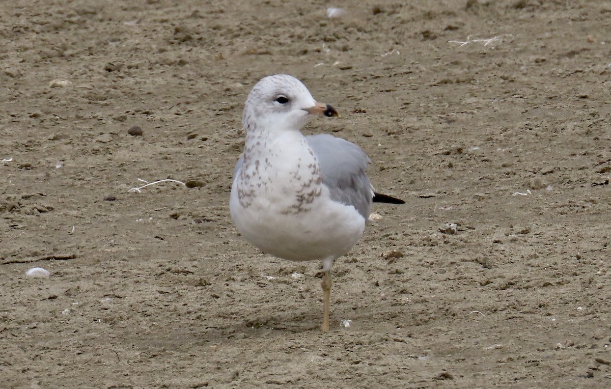 Ring-billed Gull - Petra Clayton