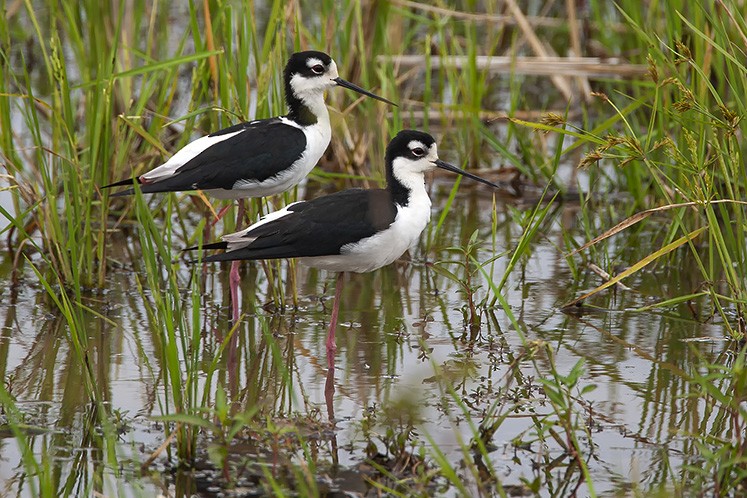 Black-necked Stilt - ML623062374