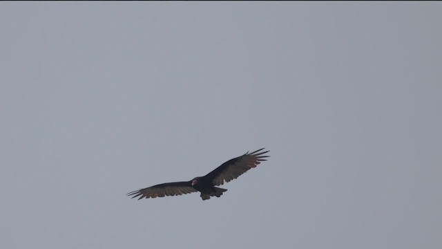 Turkey Vulture - ML623062421