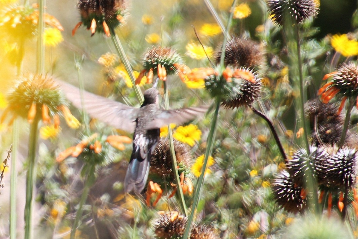 Giant Hummingbird - ML623062459