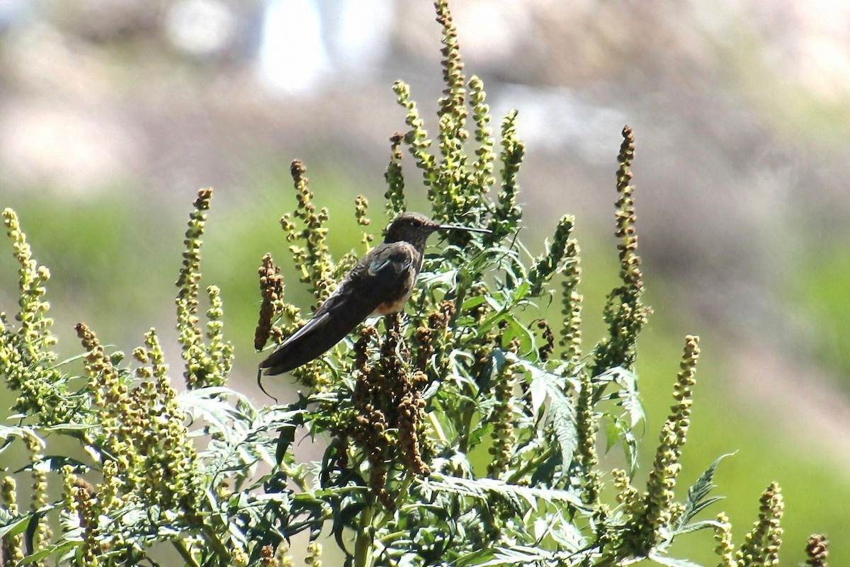 Giant Hummingbird - ML623062462