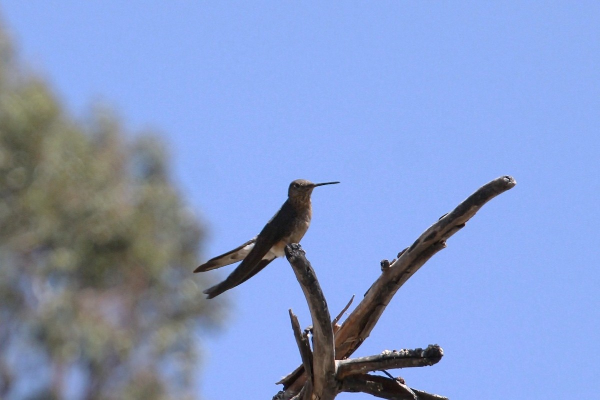 Giant Hummingbird - ML623062463