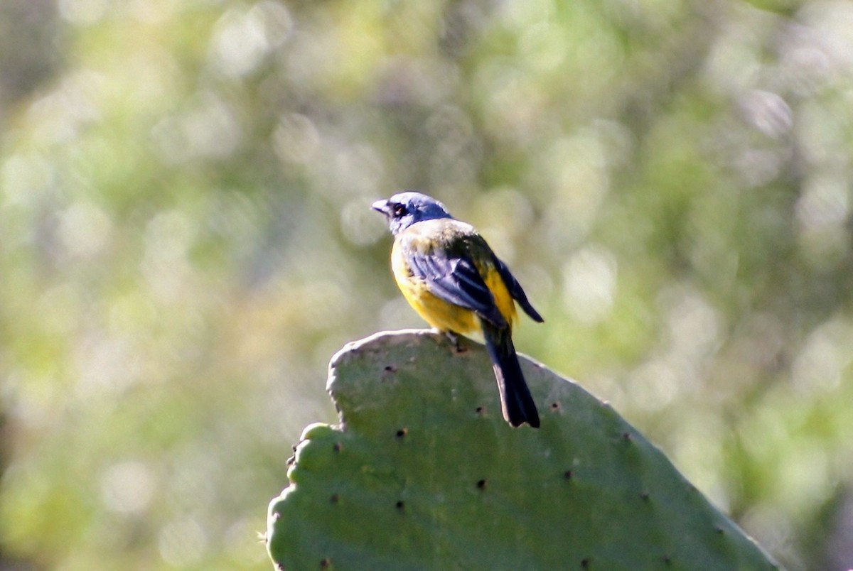 Blue-and-yellow Tanager - ML623062557