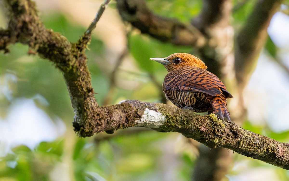 Waved Woodpecker - ML623062570