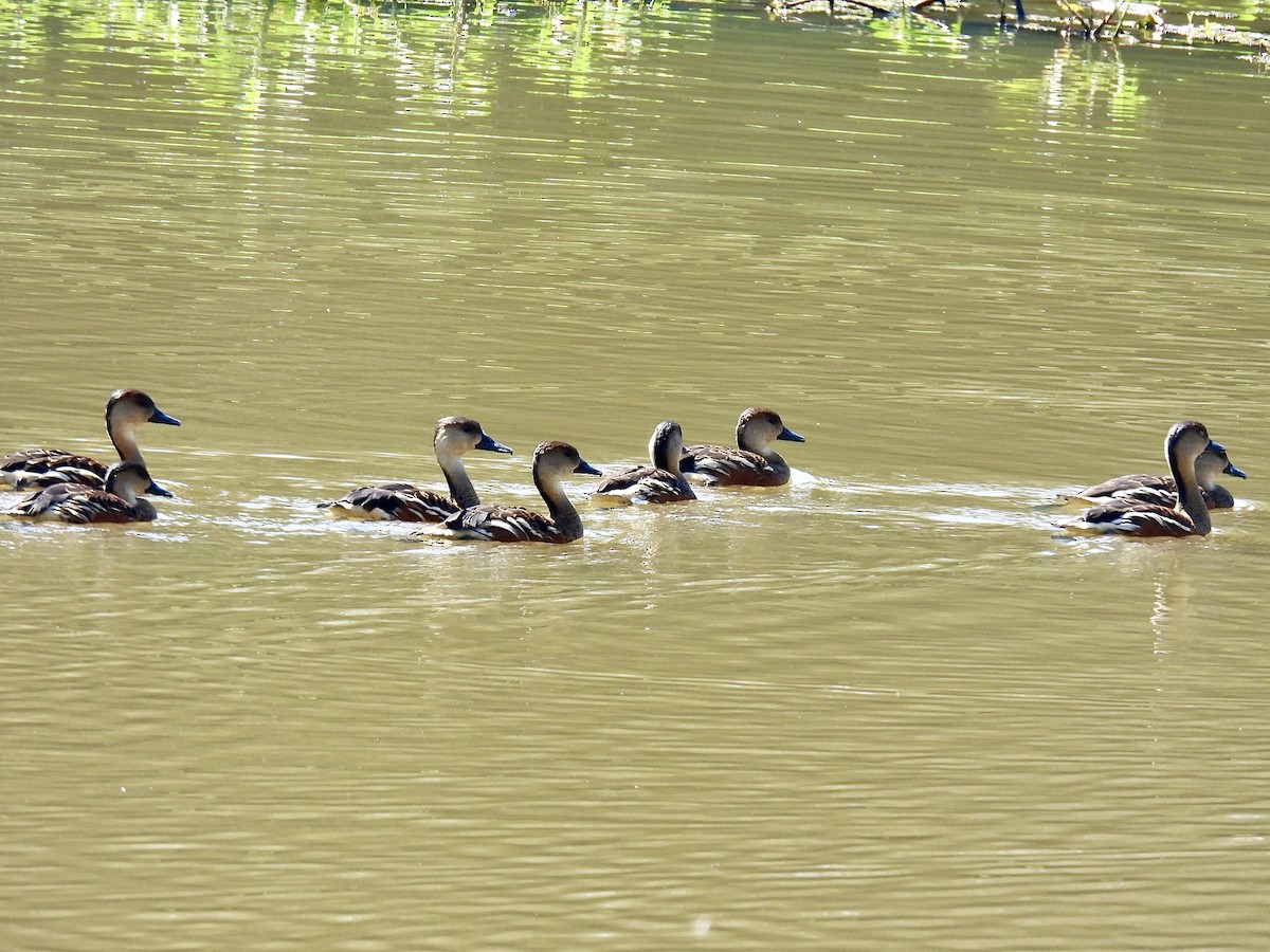 Wandering Whistling-Duck - ML623062582