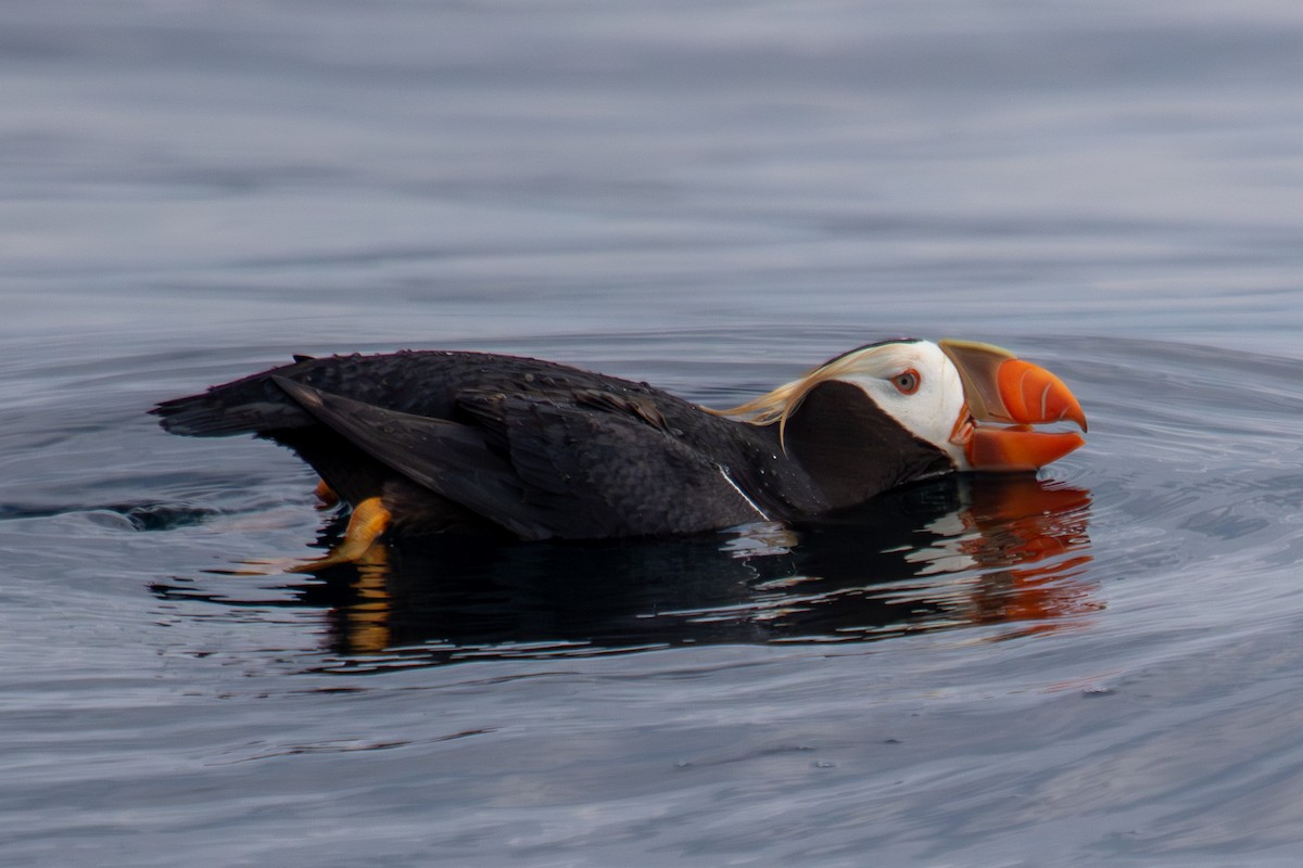 Tufted Puffin - ML623062750